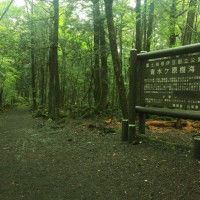 Aokigahara: Το μυστήριο δάσος στην Ιαπωνία